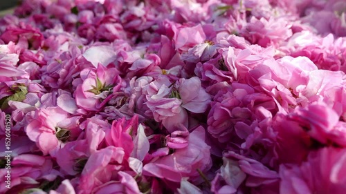 Wallpaper Mural Rose petals. Natural floral scent Torontodigital.ca