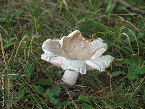 Cracked quilted green Russula virescens mushroom on grass background