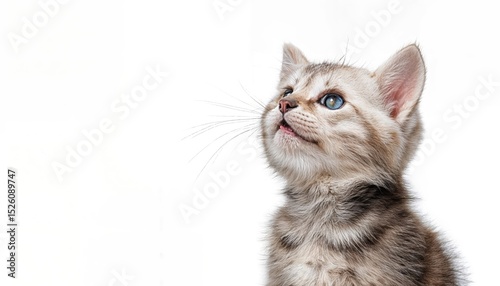 Adorable Kitten Gazing Skyward, Playfully Frolicking Against a Minimalist White Backdrop, Showcasing Whimsical Charm and Joy.