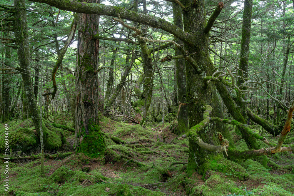 Obraz premium 苔に覆われる森