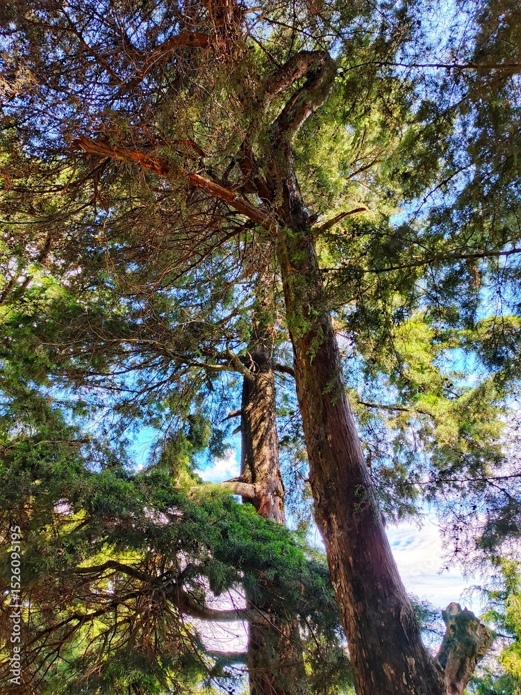 Obraz premium Low angle view of a tall pine tree trunk with textured bark and spreading branches, taken in a forest with sunlight filtering through the leaves. A perspective that emphasizes the beauty of nature.