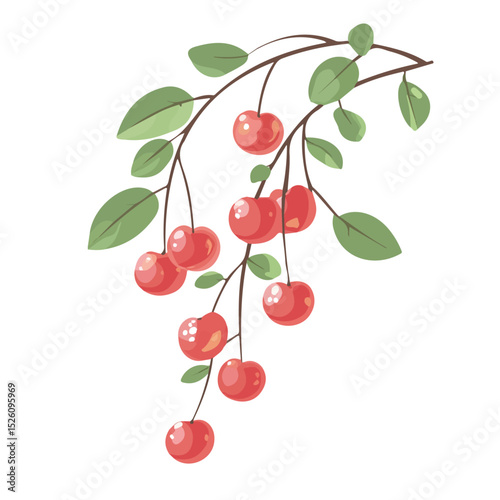 2D flat Fresh Cherry illustration vector, isolated on a white background.
