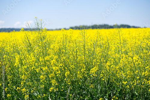 Yellow rape brassica napus L. field with blue sky background at Swiss village of Oberglatt near the airport on a sunny spring day. Photo taken May 1st, 2025, Zurich Oberglatt, Switzerland. photo