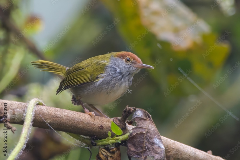 Fototapeta premium dark-necked tailorbird (Orthotomus atrogularis), a songbird species, observed at Dehing Patkai in Assam, India