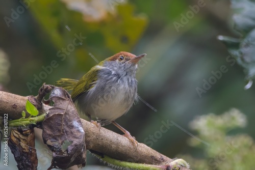 dark-necked tailorbird (Orthotomus atrogularis), a songbird species, observed at Dehing Patkai in Assam, India photo