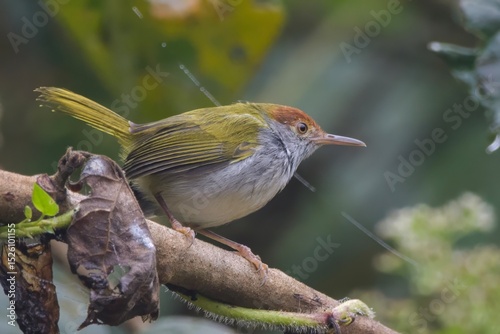 dark-necked tailorbird (Orthotomus atrogularis), a songbird species, observed at Dehing Patkai in Assam, India photo
