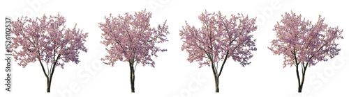 Cherry trees sakura blossoming trees isolated png on a transparent background premium cutout foreground tree (Prunus cerasus, Prunus avium)