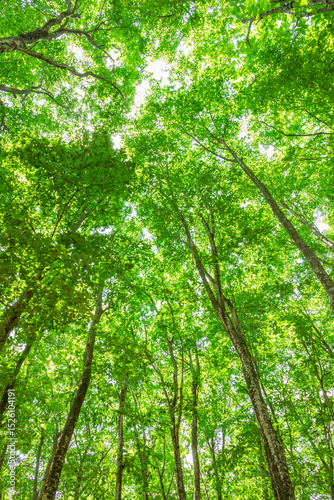 Fototapeta Naklejka Na Ścianę i Meble -  green tree in the forest