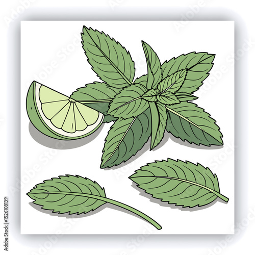 Fresh mint leaves and a lime slice.  A variety of mint leaves, various shades of vibrant green, are scattered across a light gray surface.  Some leaves appear slightly frosted or wet, with visible wat