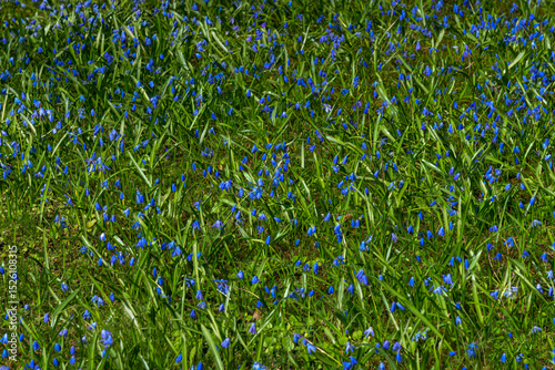 Background from Siberian Scilla, the first spring flowers in the forest.