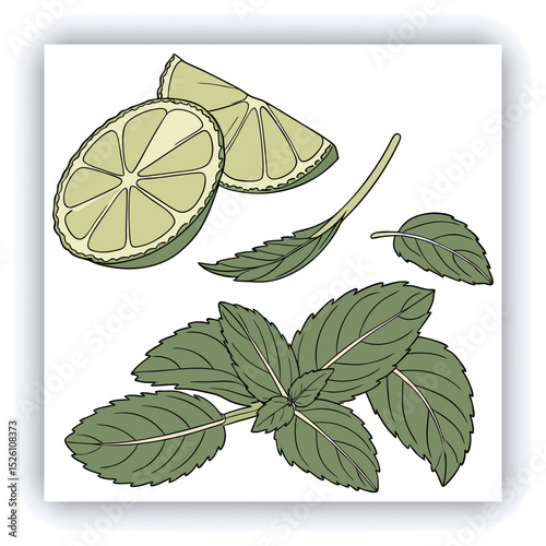 Fresh mint leaves and a lime slice.  A variety of mint leaves, various shades of vibrant green, are scattered across a light gray surface.  Some leaves appear slightly frosted or wet, with visible wat