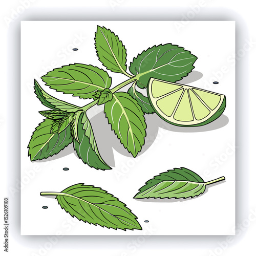Fresh mint leaves and a lime slice.  A variety of mint leaves, various shades of vibrant green, are scattered across a light gray surface.  Some leaves appear slightly frosted or wet, with visible wat