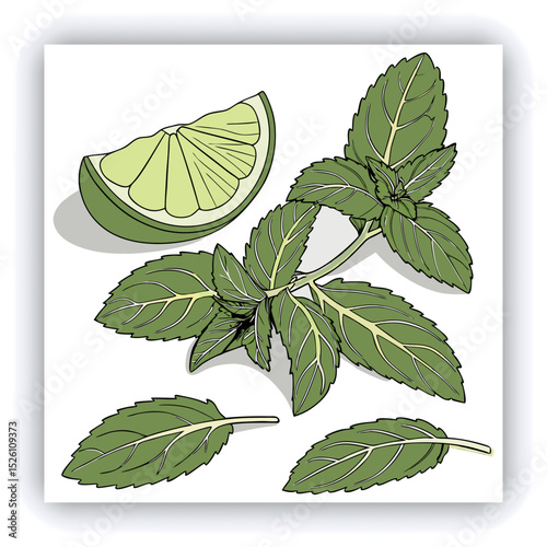 Fresh mint leaves and a lime slice.  A variety of mint leaves, various shades of vibrant green, are scattered across a light gray surface.  Some leaves appear slightly frosted or wet, with visible wat