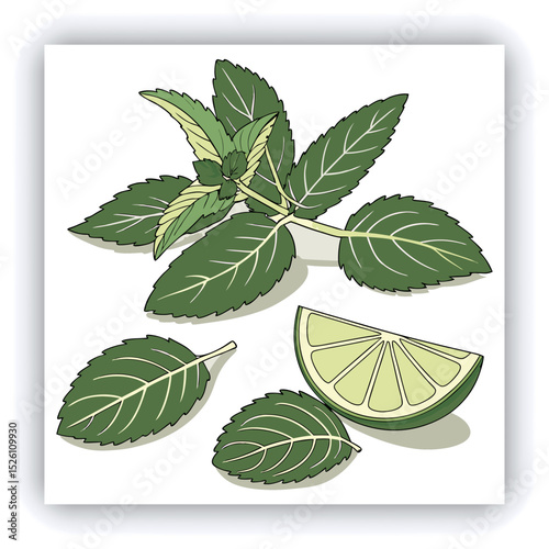 Fresh mint leaves and a lime slice.  A variety of mint leaves, various shades of vibrant green, are scattered across a light gray surface.  Some leaves appear slightly frosted or wet, with visible wat