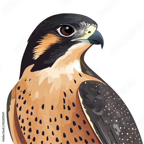 2D flat Falcon Close Up vector illustration, isolated on a white background.