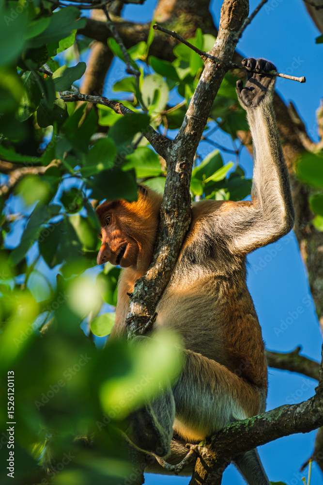 Fototapeta premium Close-Up of Proboscis Monkey Clinging to Tree