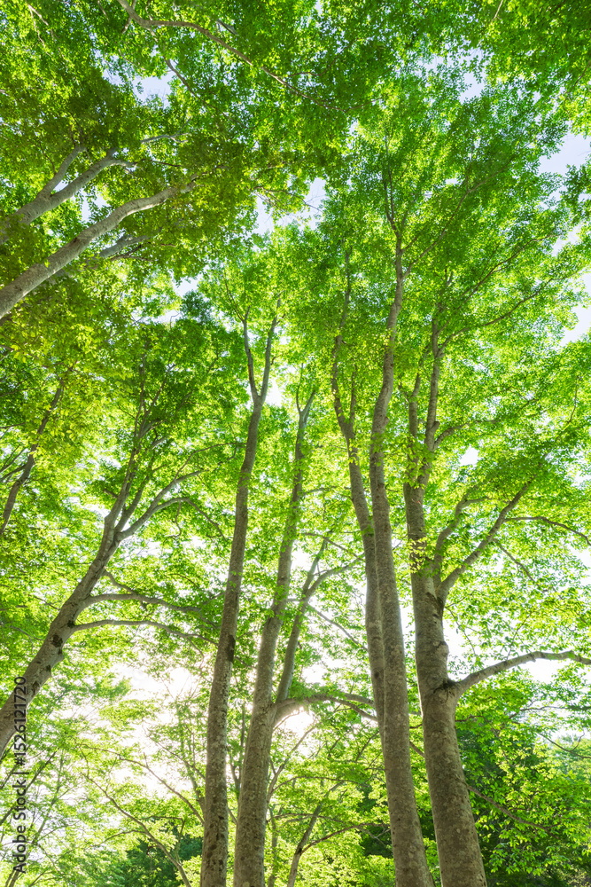 trees and sunlight in the forest trees and sunlight in the forest