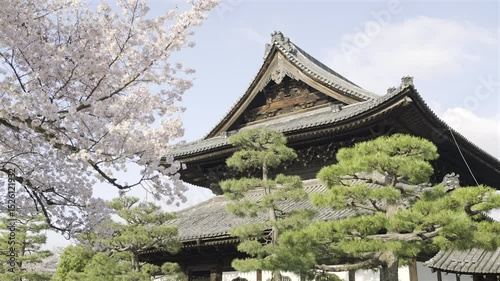 Stunning cherry blossoms trees blooming near historical architecture in Kyoto, Japan.