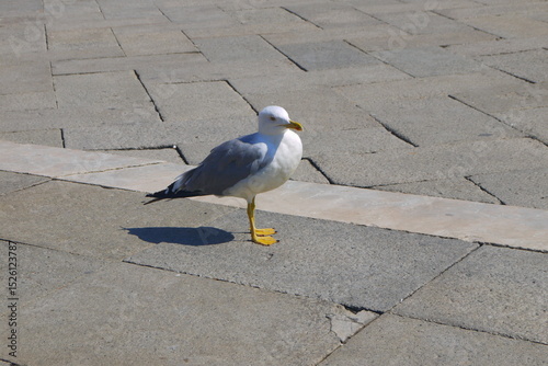 seagull in the Piazza San Marco, Venice, Italy