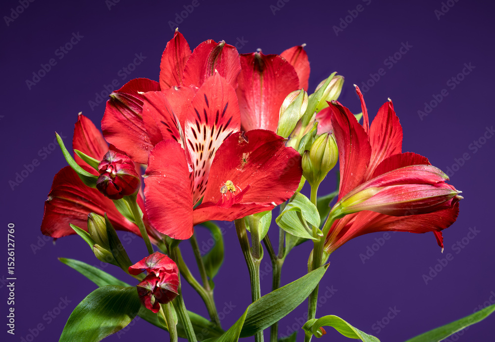 Fototapeta premium Bold Red Alstroemeria Flowers on a Deep Purple Backdrop