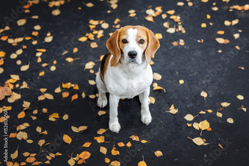 cute beagle dog sitting on the ground with fallen autumn leaves, top view