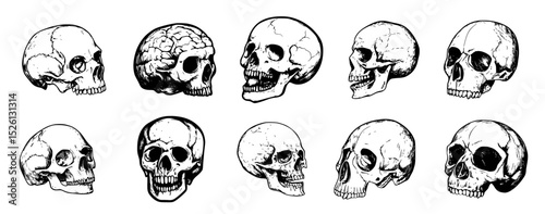 Stylized skull vector illustration, hand drawn human skulls illustrations