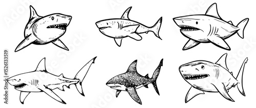 Sharks ocean wildlife illustration