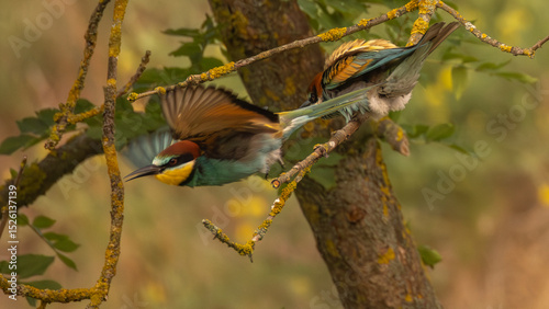Bienenfresser Abflug 