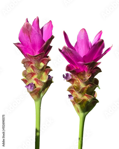 Bright pink Siam tulip (Curcuma alismatifolia) flowers with green stems and layered bracts, cleanly isolated on a white background for design use.
