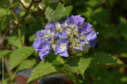 Hortensie