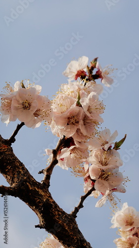 Spring Apricot Blossoms Close Up on Tree Branch Against Clear Blue Sky