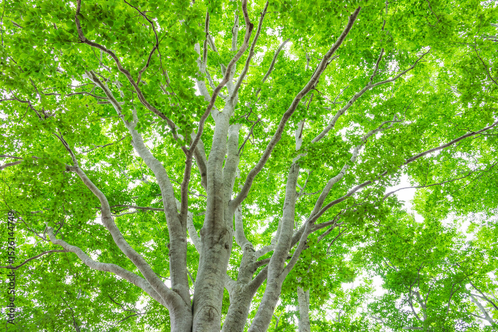 green leaves in the forest green leaves in the forest