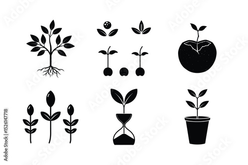 Butter Tree Seed Germination Stages – Root and Sprout Development Icons