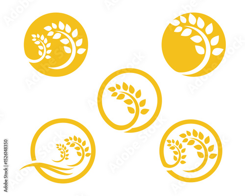 Agriculture wheat vector