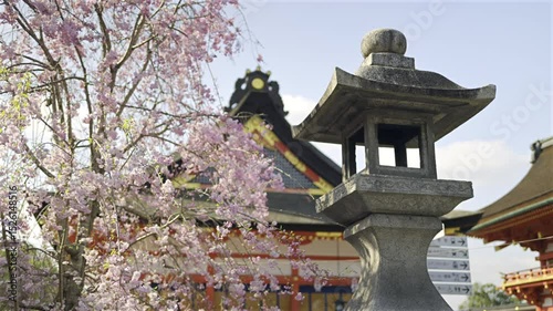 Pink cherry blossoms surrounding an ancient stone lantern at Fushimi Inari historic shrine. The scene captures the beauty of spring, showcasing culture and natural beauty. Kyoto, Japan