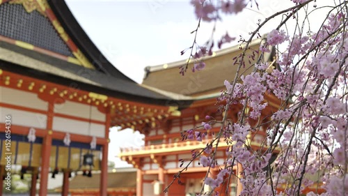 Pink cherry blossoms surrounding an ancient stone lantern at Fushimi Inari historic shrine. The scene captures the beauty of spring, showcasing culture and natural beauty. Kyoto, Japan