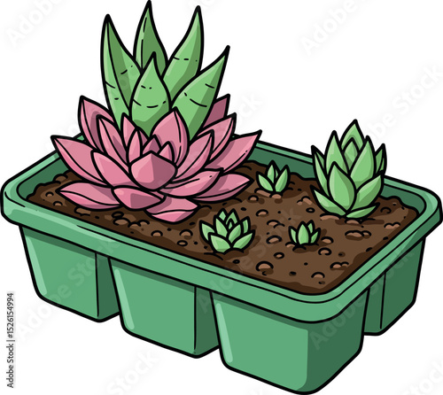 Cartoon Succulent Plants in Green Tray Illustration – Decorative Indoor Succulent Arrangement for Home and Office Decor

