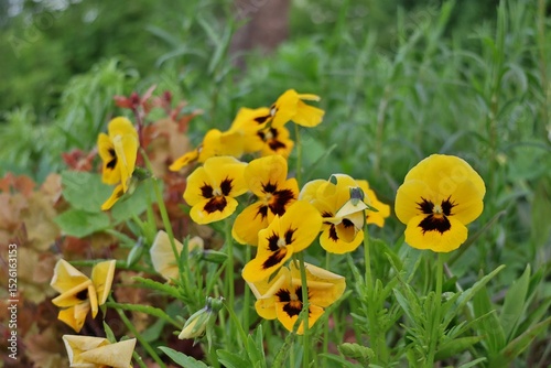 A cheerful cluster of yellow pansy flowers with dark centers blooming in a lush garden bed, surrounded by green foliage and softly blurred background for a vibrant summer feel.