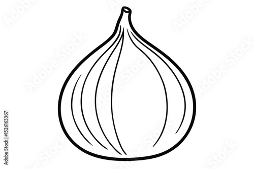 Line drawing of onion vector illustration