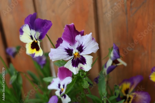 Vibrant pansy flowers in shades of purple, white, and yellow bloom in front of a rustic wooden background, showcasing the beauty of spring garden blossoms up close.