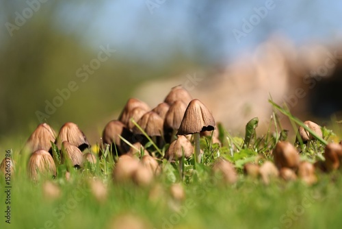 A close-up of a group of delicate brown mushrooms growing in fresh green grass, captured on a sunny spring day with a blurred natural background and shallow depth of field.