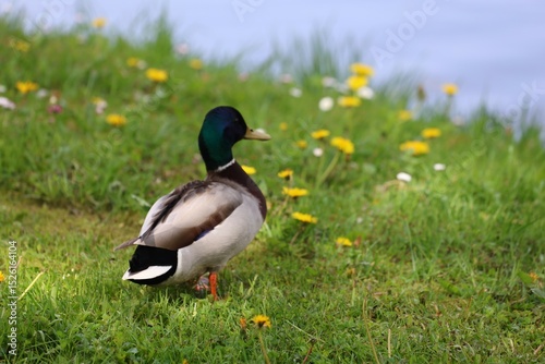 A vibrant male mallard duck stands on lush green grass dotted with yellow wildflowers near a calm lake, facing the water under soft spring light.
