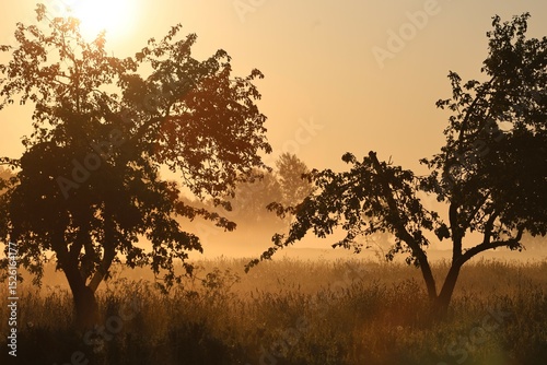 Golden sunlight rises behind orchard trees on a misty summer morning, casting warm tones across a quiet field and creating a peaceful countryside sunrise atmosphere.