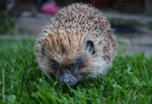 A curious hedgehog captured in close-up as it sniffs the dewy evening grass, with soft lighting and blurred background adding charm to this peaceful backyard wildlife encounter.