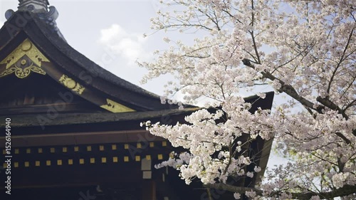 Springtime brings vibrant cherry blossoms to life beside Fushimi Inari ancient shrine in Kyoto, Japan