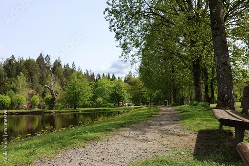 Tranquil park scene with a gravel path, riverside reflection, blooming dandelions, tall green trees, and a wooden bench inviting for rest amidst nature.