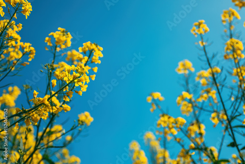 Canola crops in bloom, low angle view of yellow flower heads of rapeseed plants in field