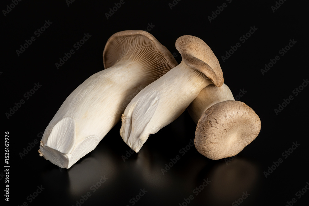 Fototapeta premium エリンギ