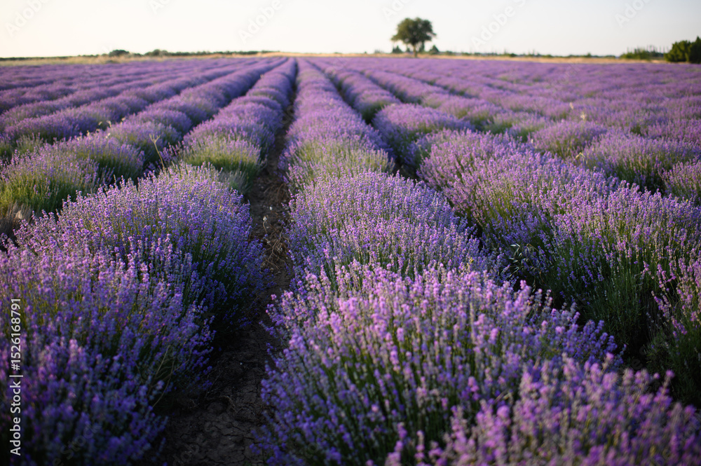 Obraz premium Blooming lavender fields at sunset with warm golden light. Vibrant purple flowers stretching to the horizon create a peaceful and romantic summer landscape. Nature beauty and tranquility.