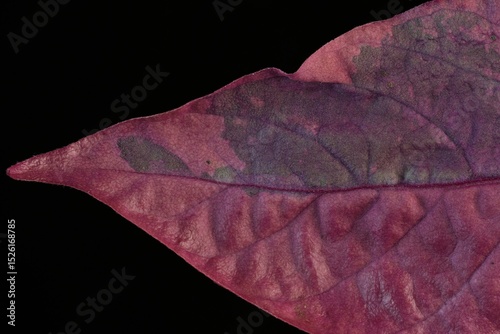 Colourful tropical magenta and purple leaf on black background